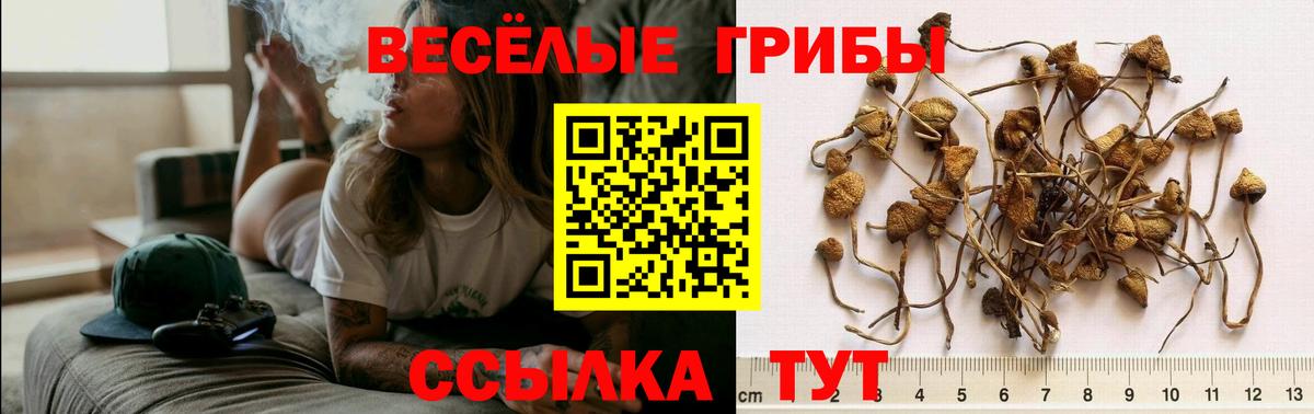Псилоцибиновые грибы Psilocybine cubensis Новый Уренгой
